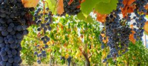 wine-and-spirits-international-transport